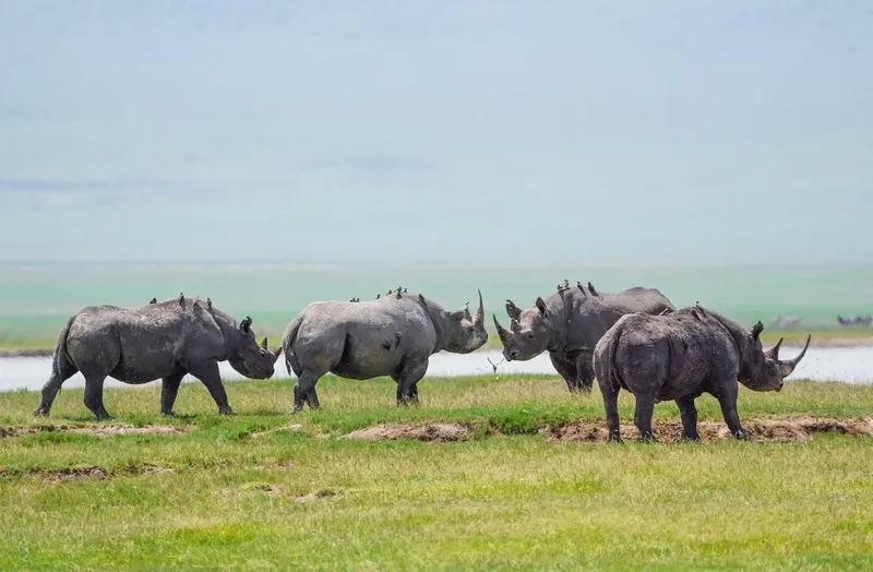5-Day Tanzania Joining Safari to Tarangire, Ngorongoro Crater and Lake Manyara