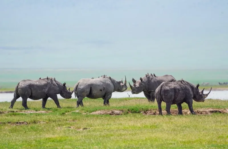 Immerse yourself in 4-Day Budget Safari Tarangire, Serengeti and Ngorongoro Crater Tour