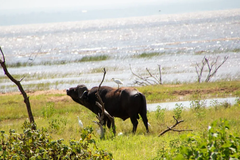 3-Day Zanzibar to Tarangire, Ngorongoro & Lake Manyara budget Safari gallery image