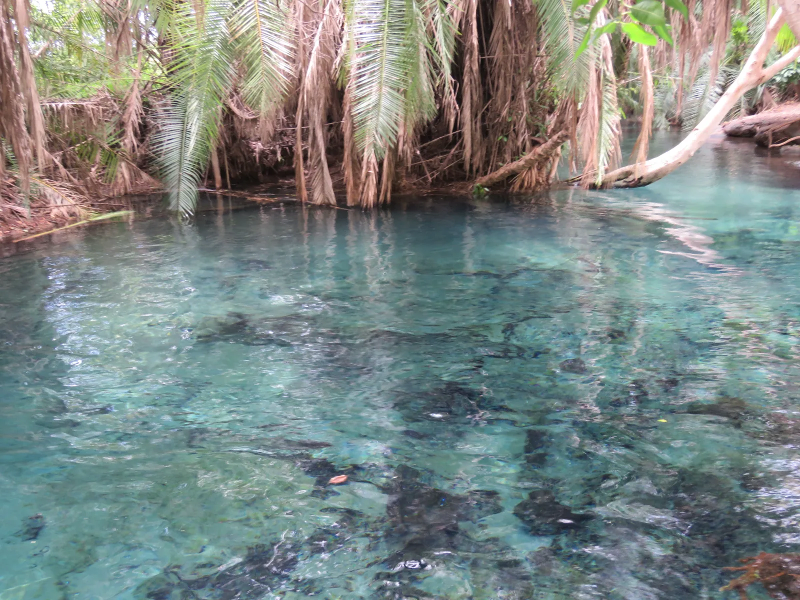 1-Day Trip Visit to Kikuletwa Hot Springs things to do in Moshi gallery image