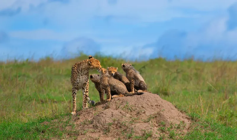 5-Day Sharing Budget Safari Escape Serengeti, Ngorongoro, Tarangire & Materuni  -  Tanzania gallery image