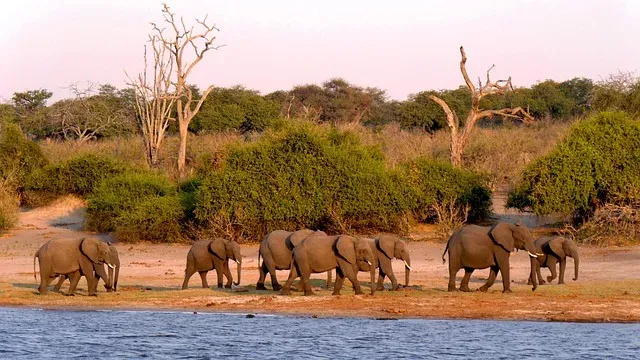 7-Day Zanzibar to Zambia Classic Fly-in Safari
