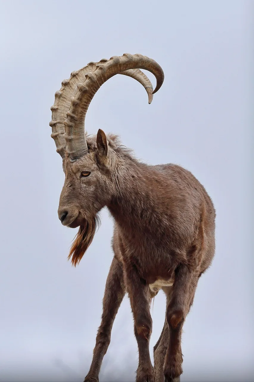 3-Day Awash National Park & Aledeghi Wildlife Reserve gallery image