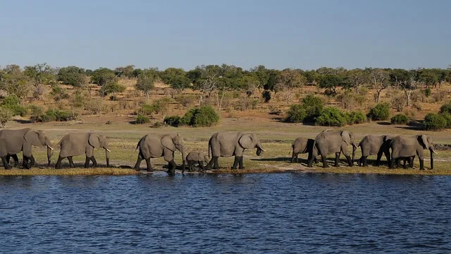 6-Day Zambia's Wild Elegance from Kafue to Zambezi gallery image