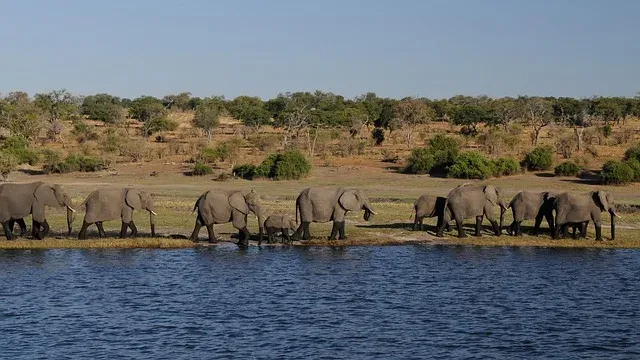 6-Day Zambia's Wild Elegance from Kafue to Zambezi gallery image