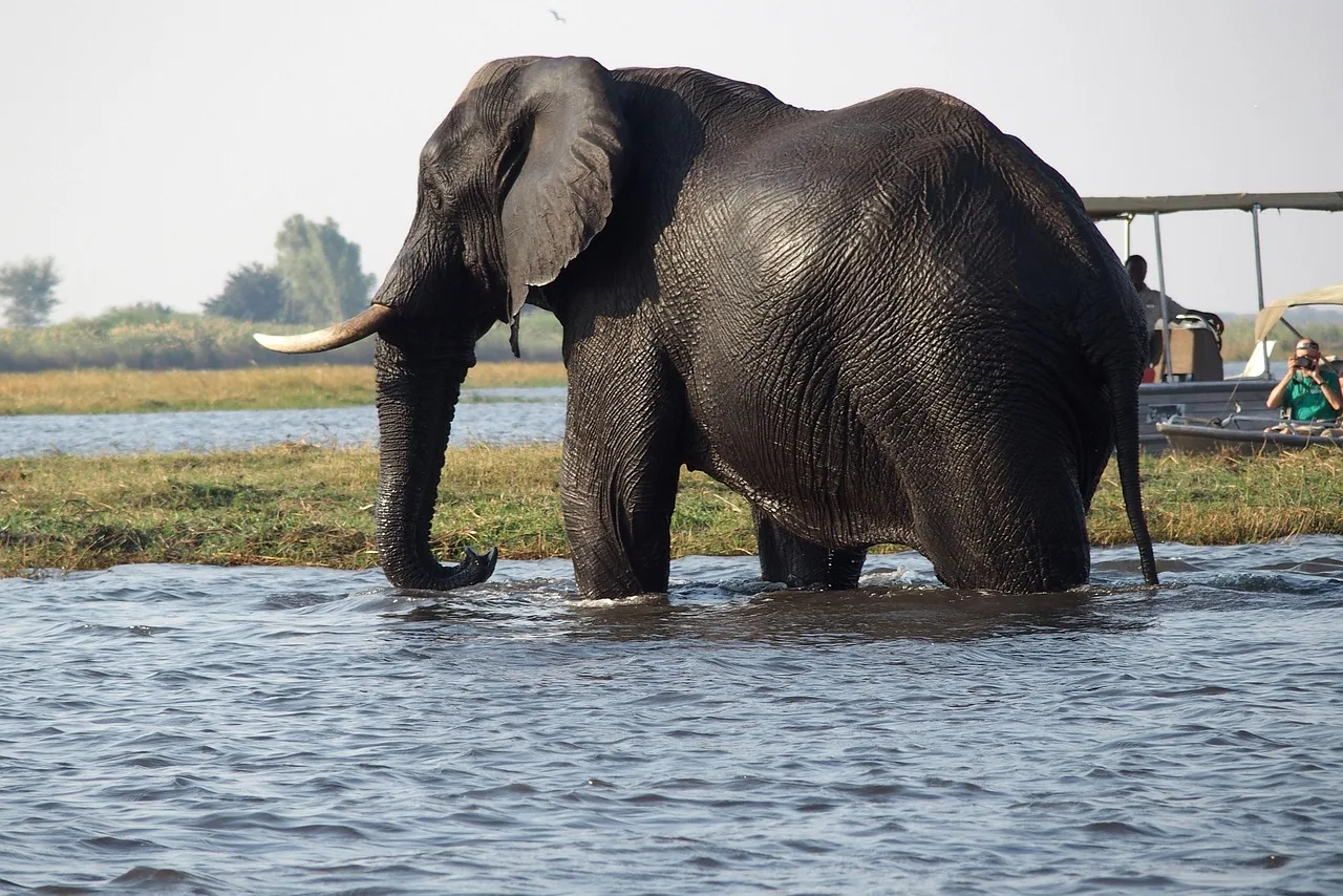 6-Day Safari Serenity in Kafue gallery image