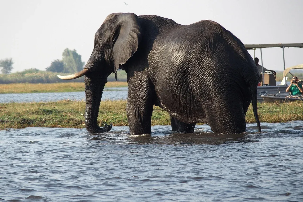 6-Day South Luangwa Midrange Safari hero photo