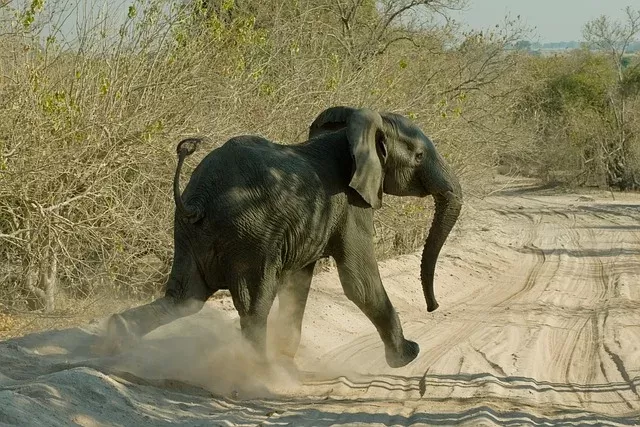 3-Day Pilanesberg Luxury Safari gallery image