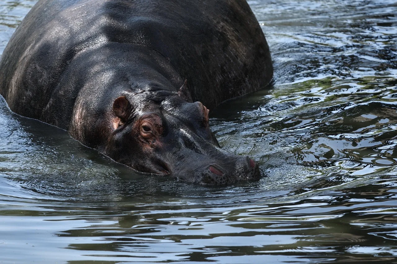 7-Day Delta Luxury Safari Special - 2 Free Nights gallery image