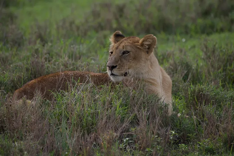 2-Day Special Offer Tarangire & Ngorongoro