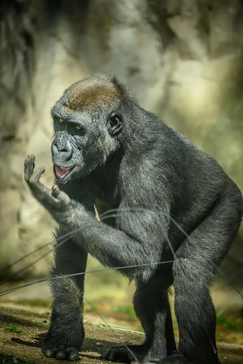 1-Day Gorilla Trek in Uganda from Kigali - Rwanda & Uganda safari gallery image
