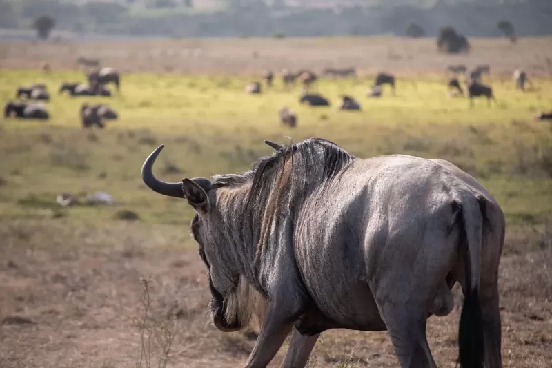 2-Day Radisson Safari in Kruger National Park gallery image