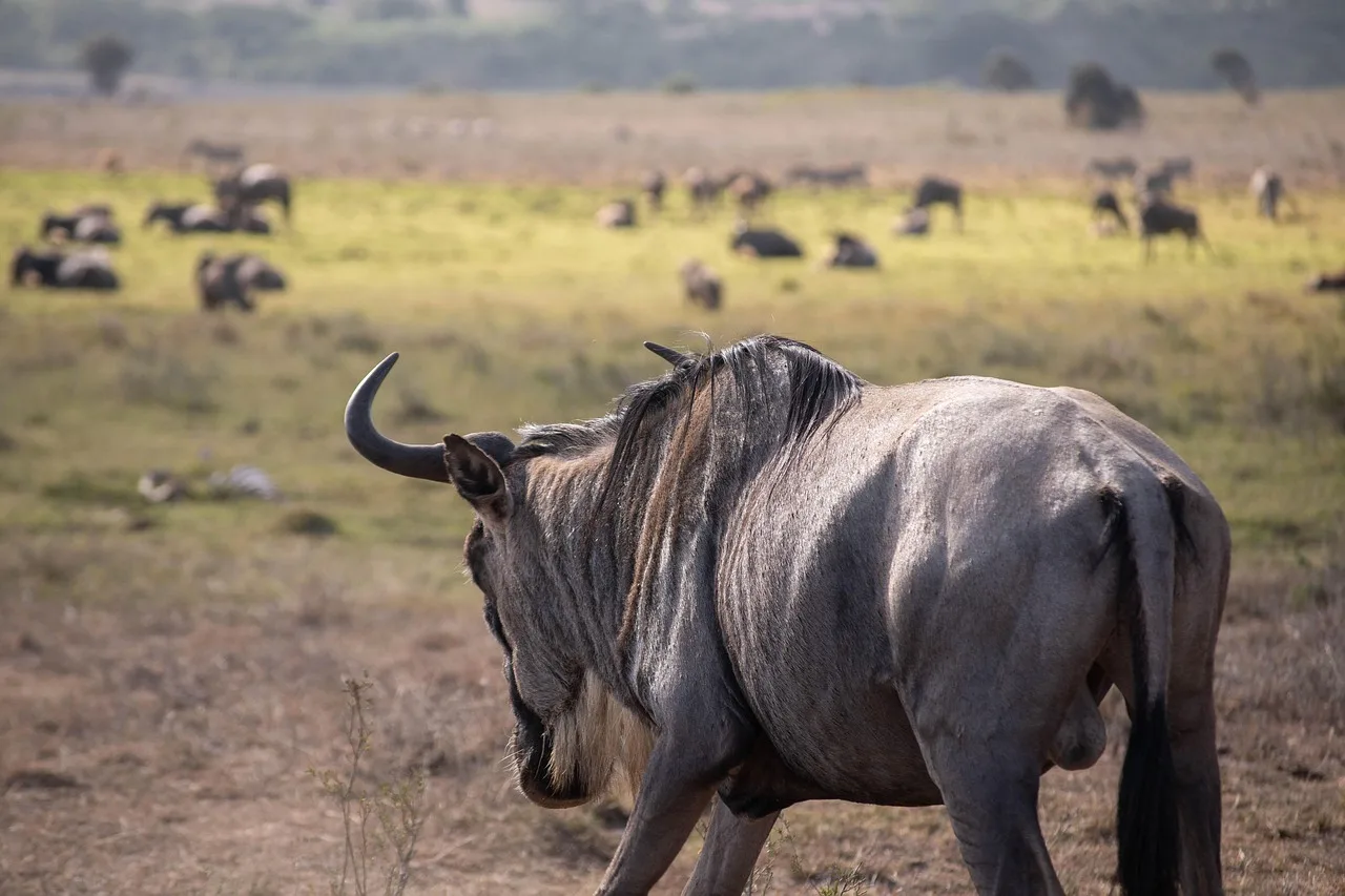 7-Day Delta Luxury Safari Special - 2 Free Nights gallery image