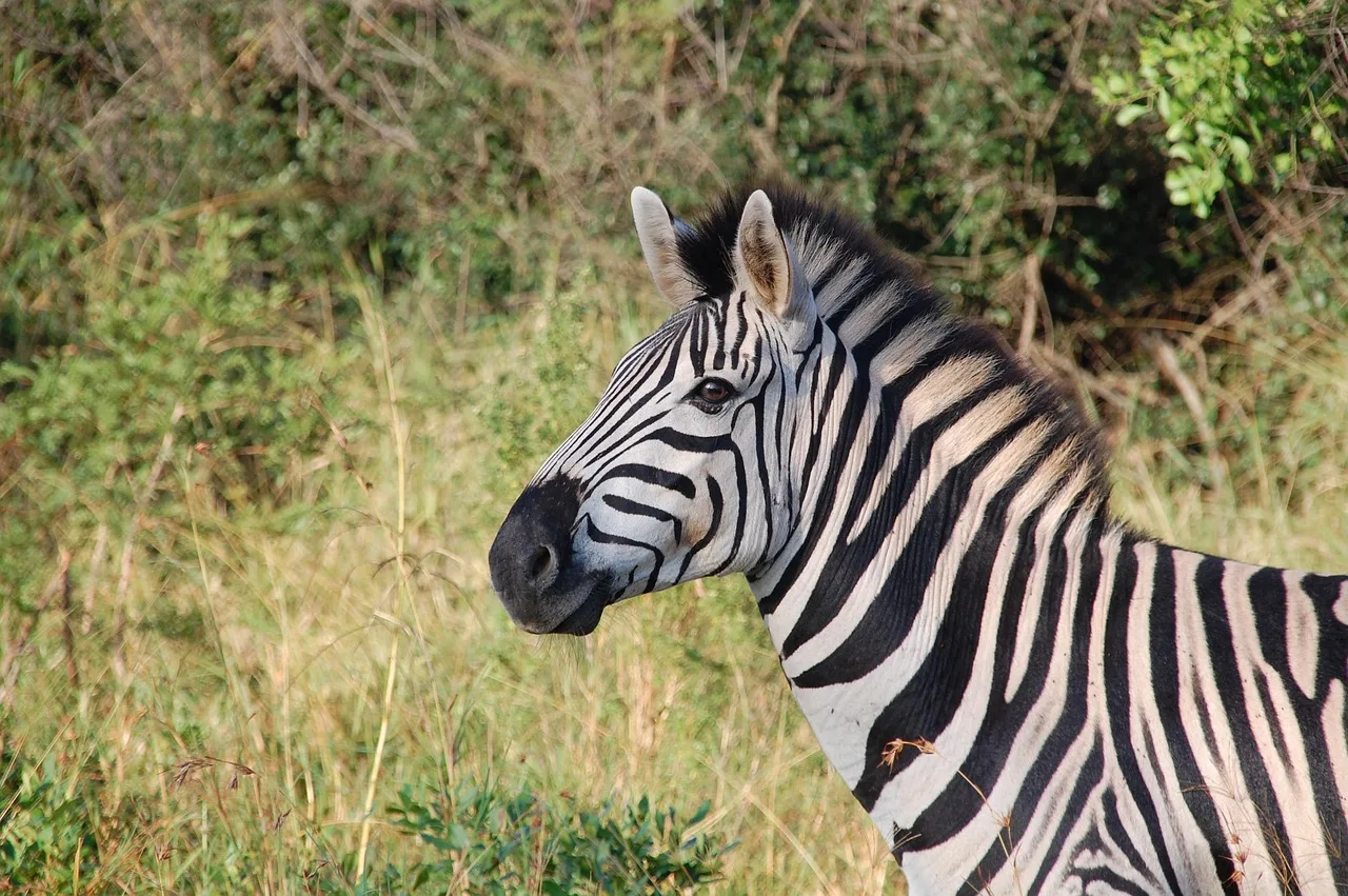 7-Day Delta Luxury Safari Special - 2 Free Nights gallery image