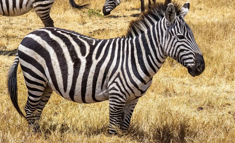 2-Day Salt Lick Safari - Kenya gallery image