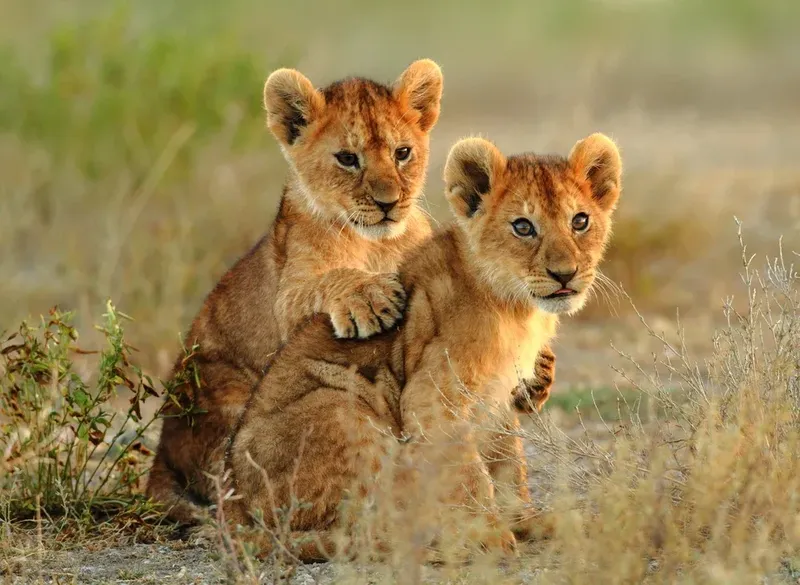 10 Days Great Migration, Culture & Acidic Lakes Safari - Tanzania safari