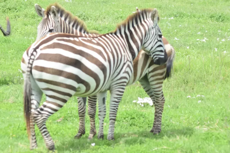 4-Day Victoria Falls & Chobe NP at Pioneers Lodge gallery image