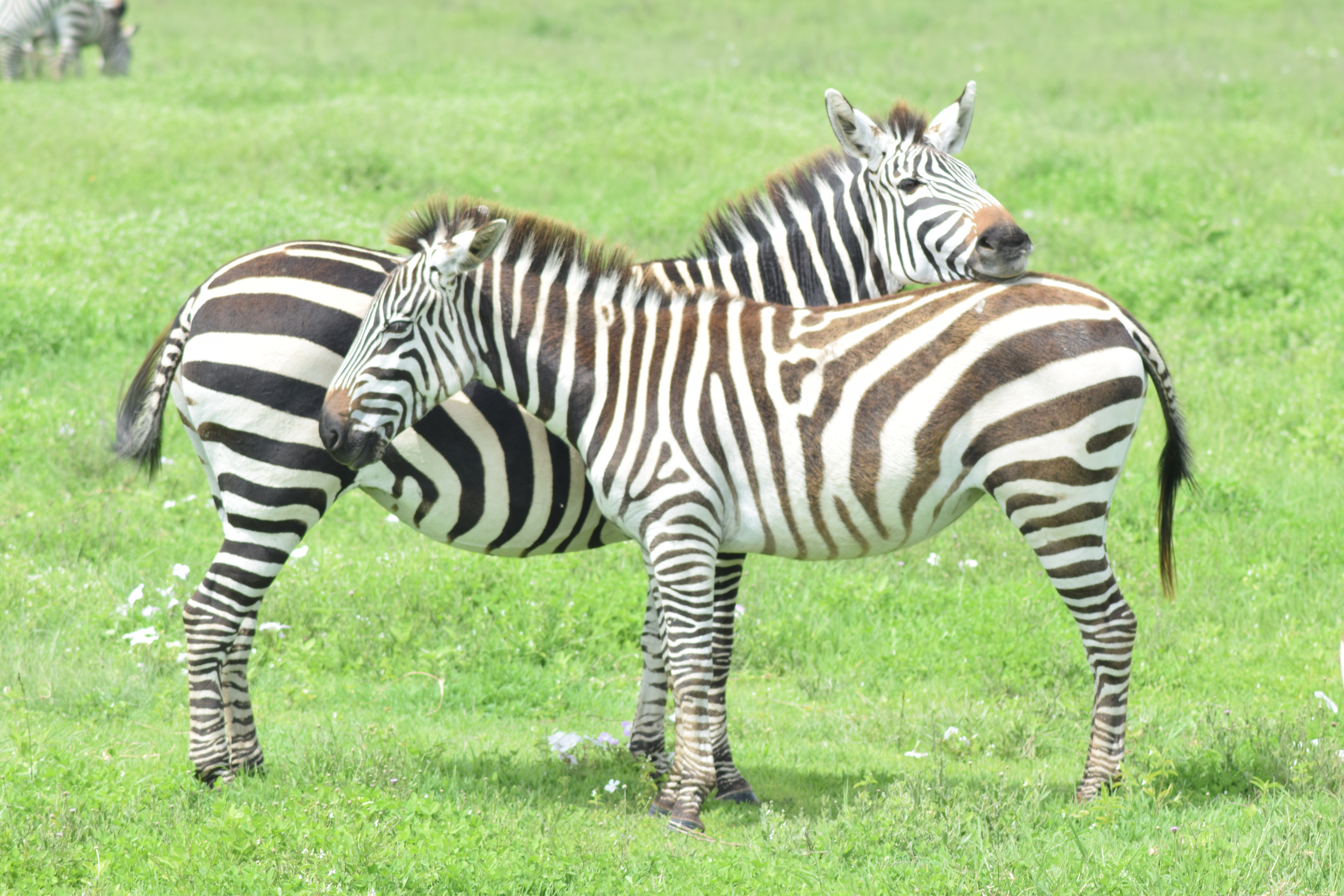 4-Day Central Kalahari Game Reserve and Nxai Pan gallery image