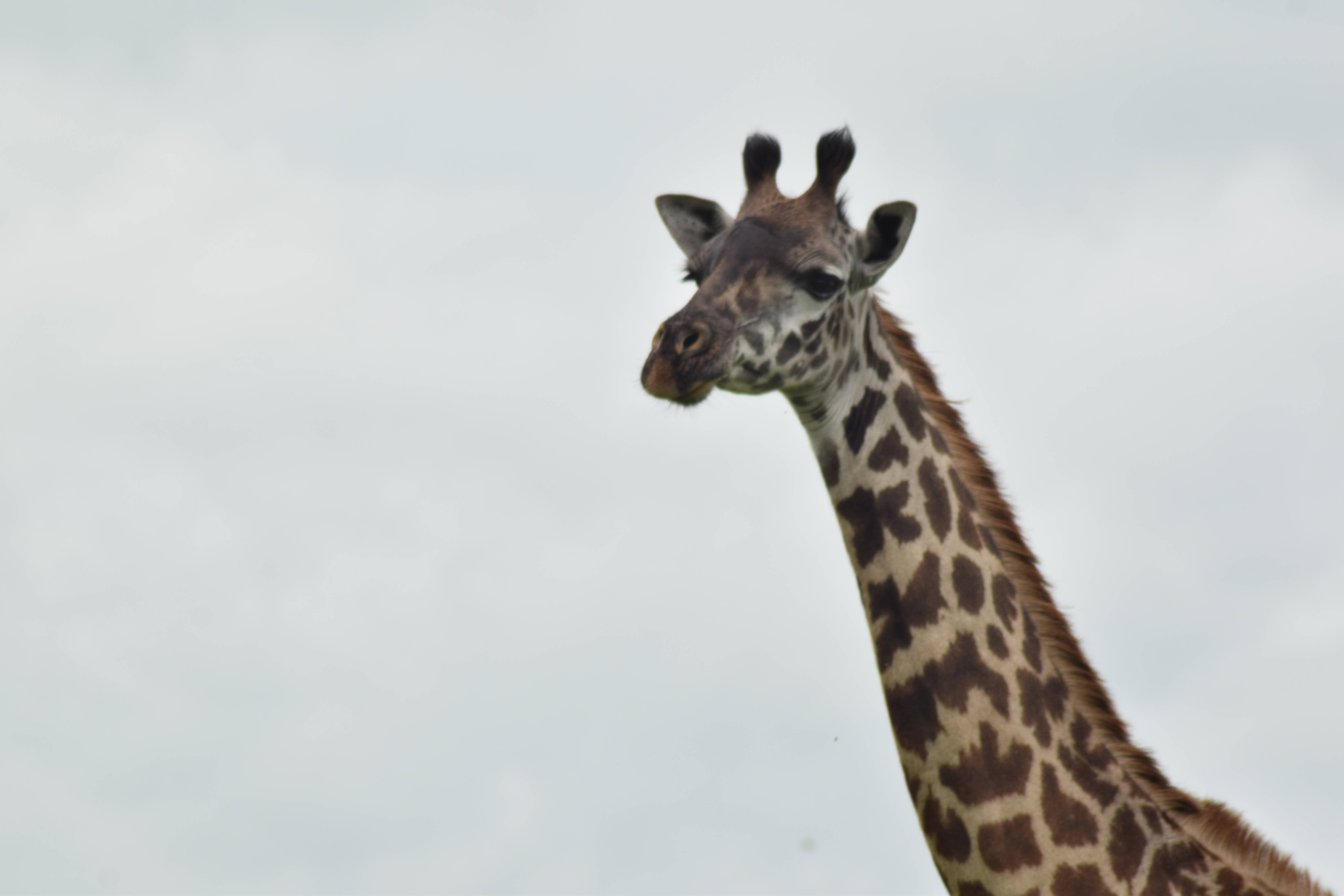 4-Day Central Kalahari Game Reserve and Nxai Pan gallery image