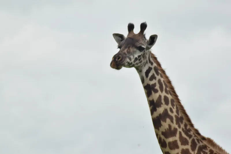 4-Day Central Kalahari Game Reserve and Nxai Pan gallery image