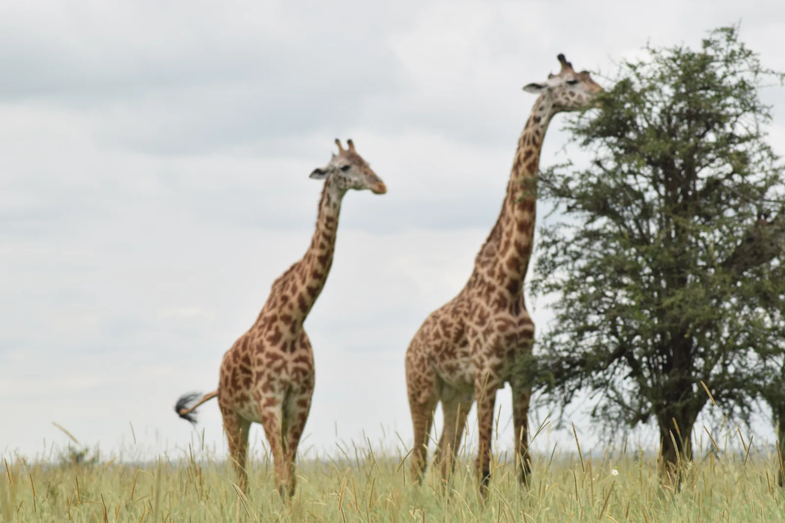 4-Day Victoria Falls & Chobe NP at Pioneers Lodge gallery image