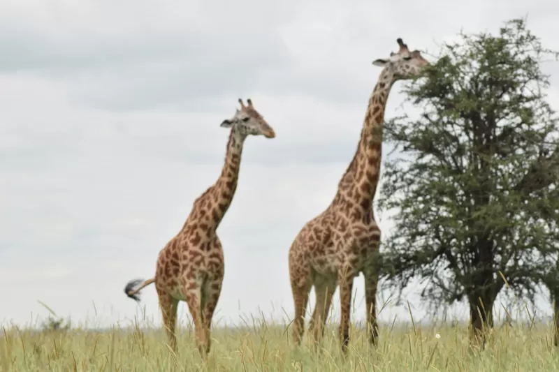 4-Day Victoria Falls & Chobe NP at Pioneers Lodge gallery image
