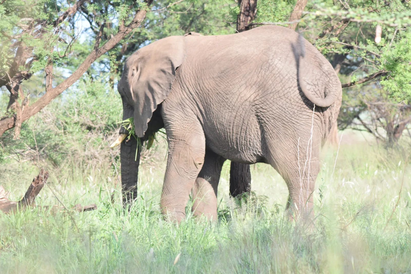 4-Day Victoria Falls & Chobe NP at Pioneers Lodge gallery image