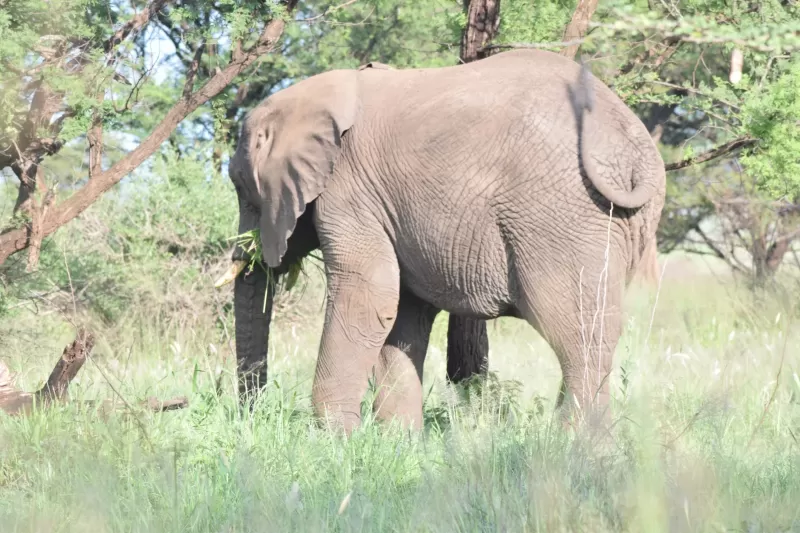 4-Day Victoria Falls & Chobe NP at Pioneers Lodge gallery image