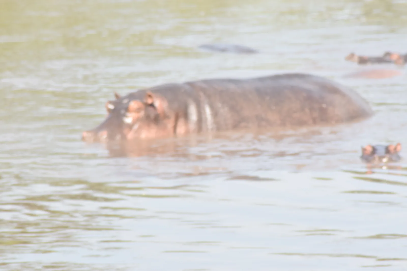 Experience Unbelivable 5-Day Private Mid Range - Tanzania Safari gallery image