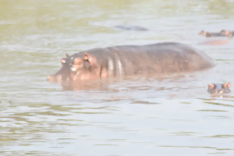 Experience Unbelivable 5-Day Private Mid Range - Tanzania Safari gallery image