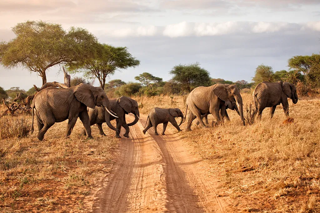 1-Day Private Trip to Tarangire National Park Safari hero photo