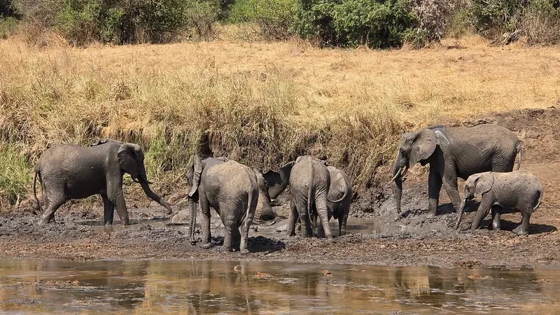 6-Day Private Big 5 Mid Range Tour in - Tanzania safari gallery image