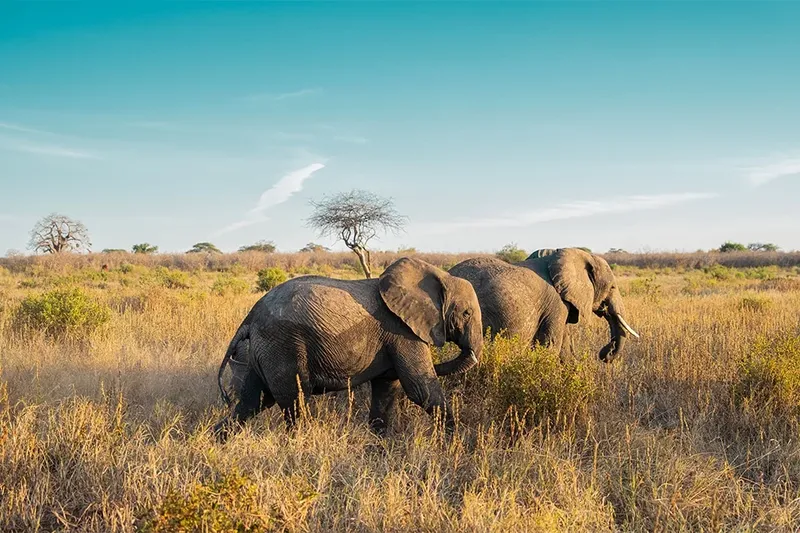 Tarangire National Park Day Trip from Arusha  -  Big Elephant Safari