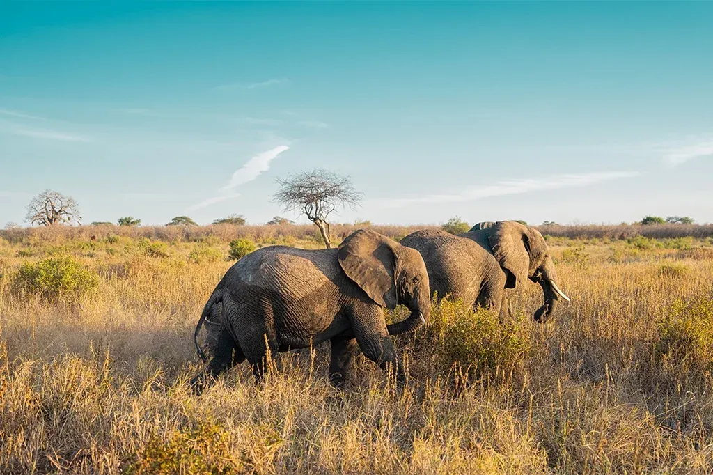 1-Day Mikumi Fly in Shared Safari from Zanzibar Tanzania safari hero photo