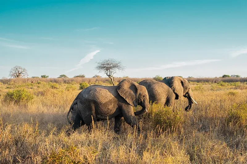 4-Day Budget Group Safari from Zanzibar to Tanzania's Northern Parks