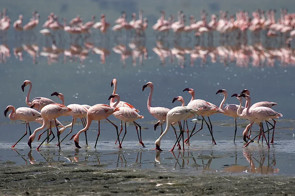 5-Day Classic Safari Expedition - Tanzania safari hero photo