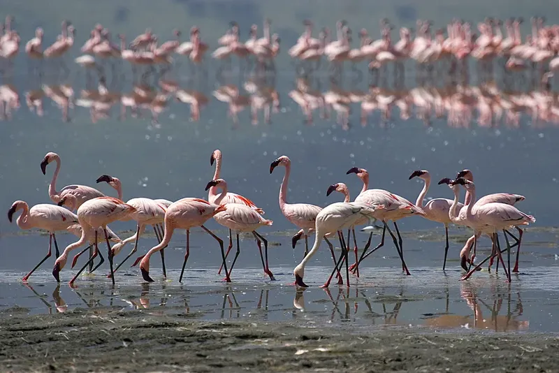 The Good Joining 2-Day 1Night Best Tarangire and Ngorongoro - Tanzania safari gallery image