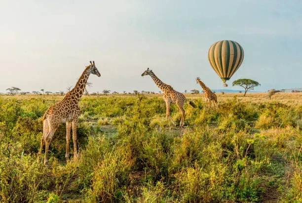 7-Day Tanzania Northern Circuit Classic Adventure - Tanzania safari gallery image