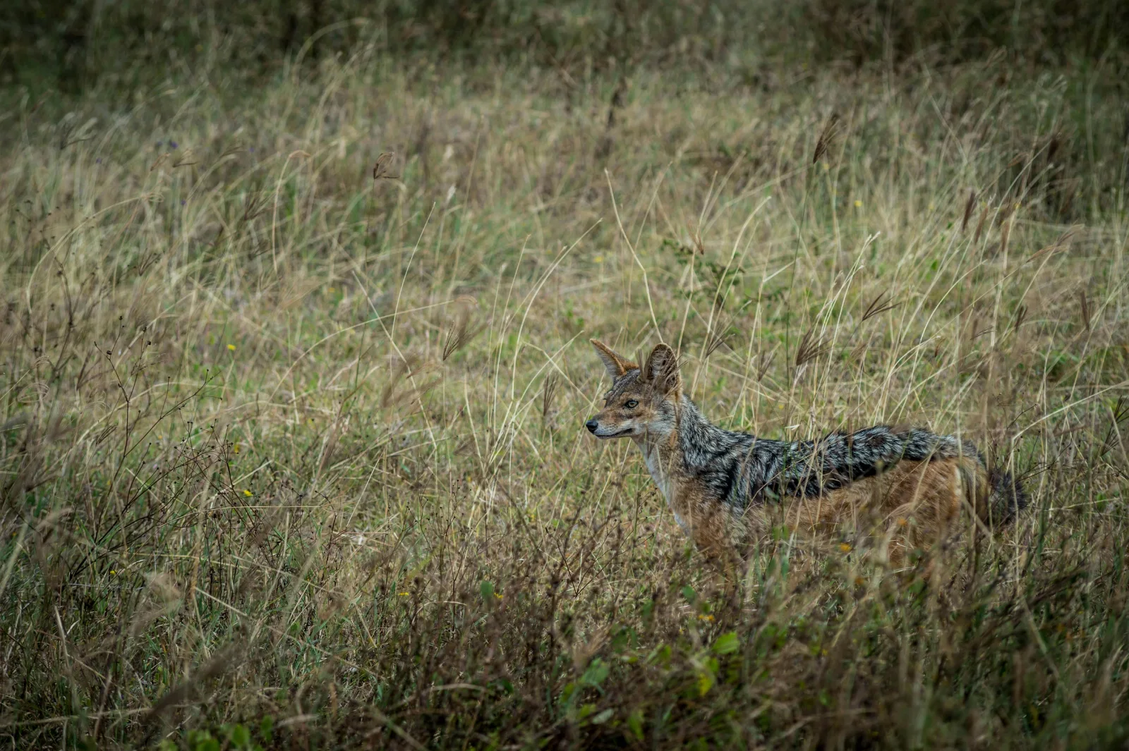 2 Days Mikumi National Park and Chizua Waterfalls by Sgr 2026 - 2027