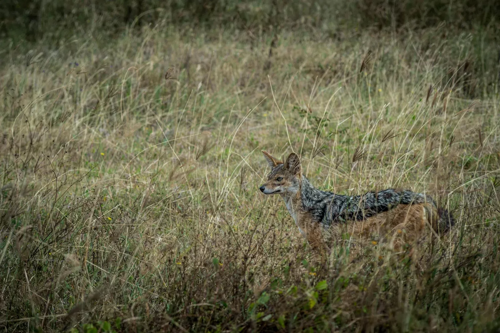 2 Days Mikumi National Park and Chizua Waterfalls by Sgr 2026 - 2027 hero photo