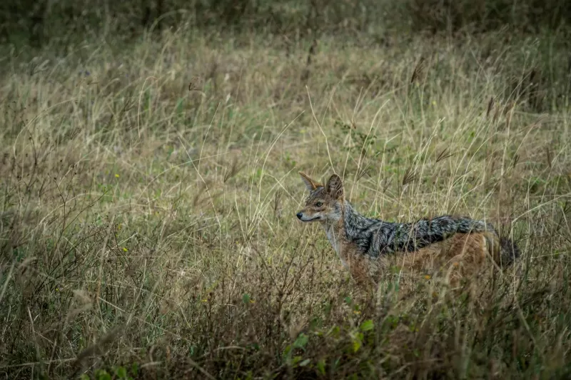 2 Days Mikumi National Park and Chizua Waterfalls by Sgr 2026 - 2027