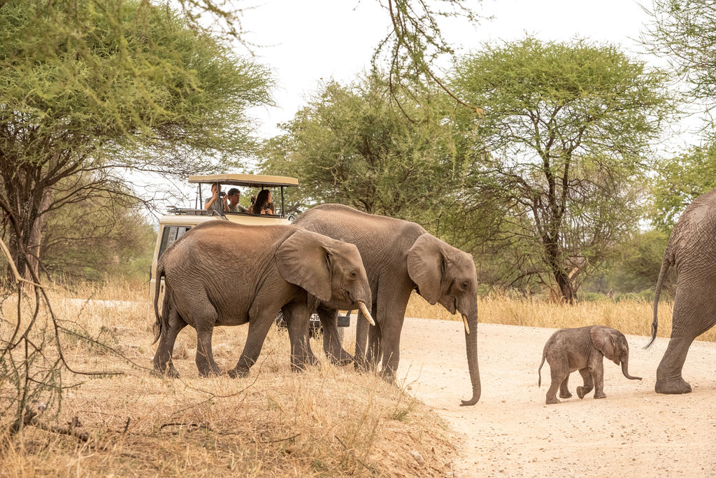 18-Day Luxury Expedition to Kenya, Tanzania, and Uganda - Kenya, Tanzania & Uganda safari gallery image