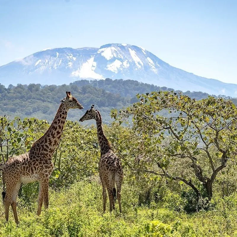 3-Day Arusha National Park, Serval Wildlife Na Napuru Waterfalls gallery image