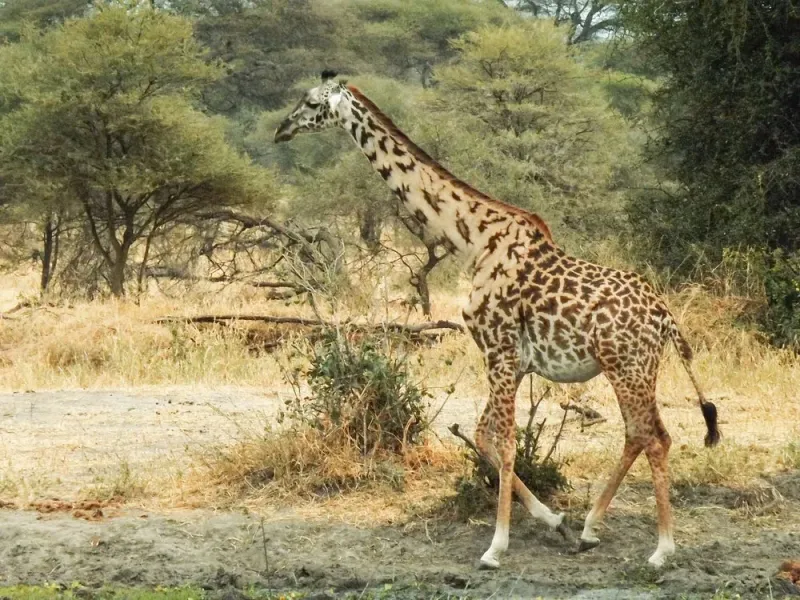 2-Day Tarangire & Ngorongoro Crater Exploration gallery image