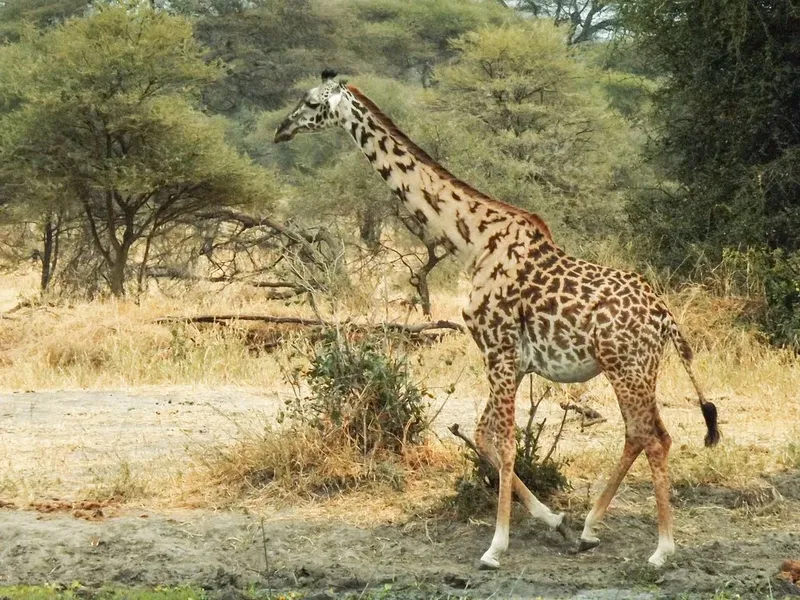 2-Day Private Budget Safari Tarangire, Ngorongoro