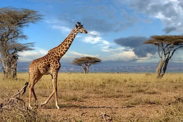1-Day Trip to Safari the Wonders of Tarangire National Park