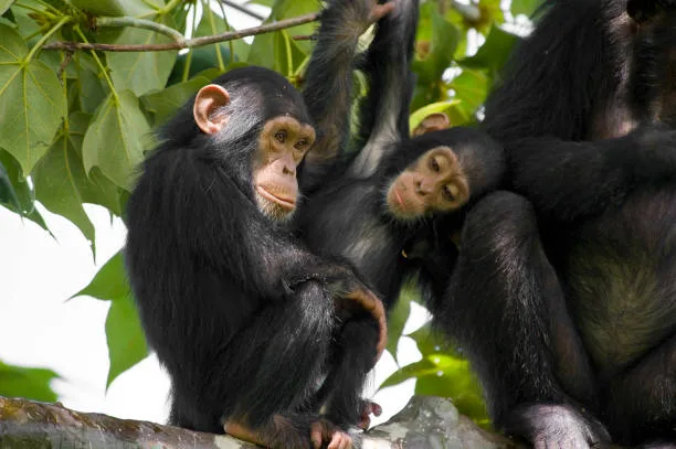 5 Day Group Sharing Safari and Trekking Adventure in Gombe National Park
