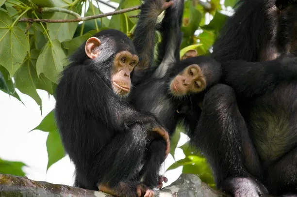 5 Day Group Sharing Safari and Trekking Adventure in Gombe National Park