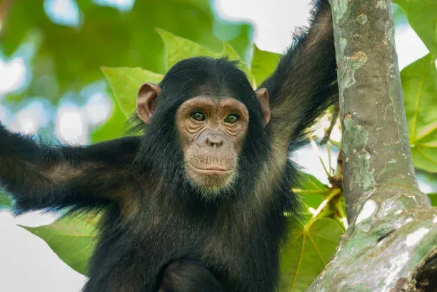 5 Day Group Sharing Safari and Trekking Adventure in Gombe National Park