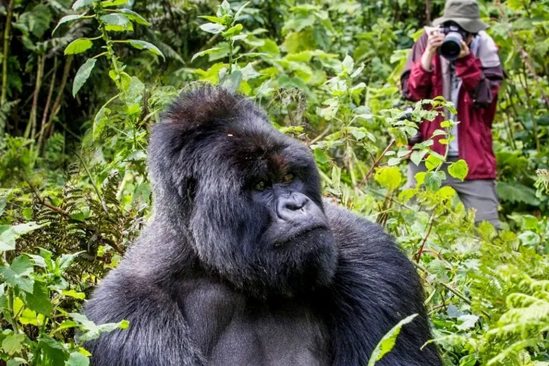 3-Day Gorillas and Golden Monkeys in Rwanda and Uganda - Rwanda gallery image